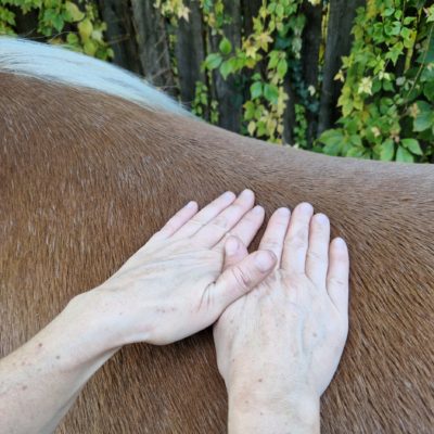 Manuelle Lymphdrainage für Pferde und Hunde