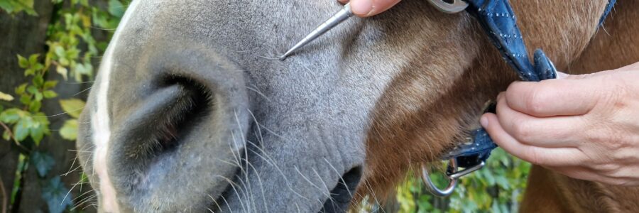 Akupunktmeridianmassage für Pferde und Hunde