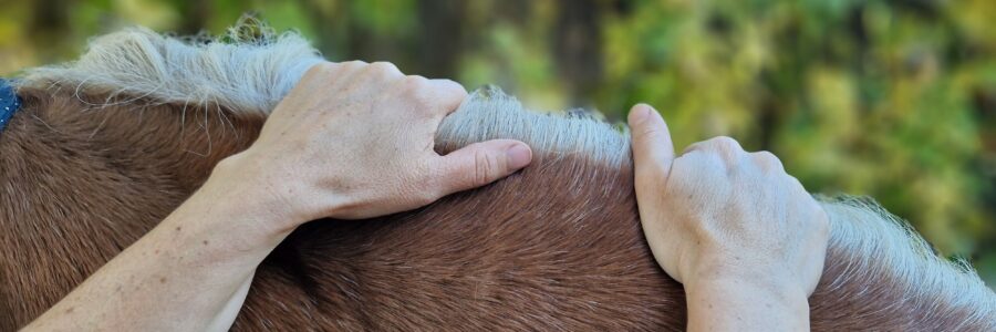 Massage für Pferde und Hunde