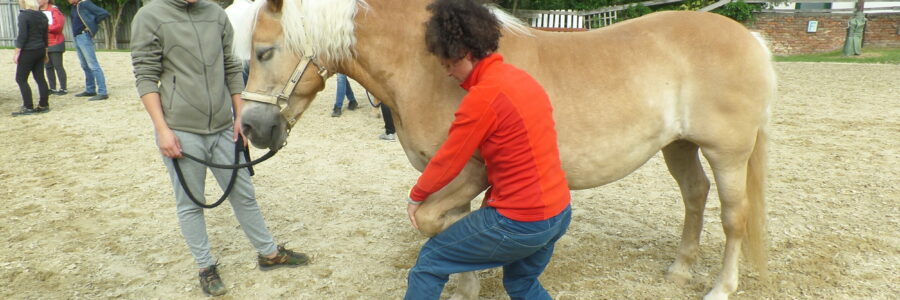 Bewegungstraining für Pferde und Hunde